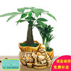 Small pot indoor for office, green plant lamp for living room, for luck