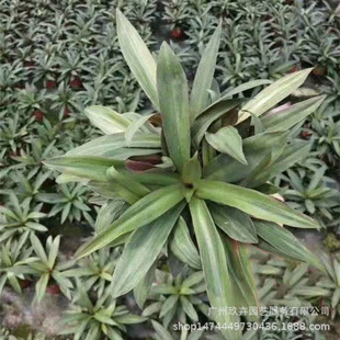Small Clam Orchid, Foliage Plant, Ground Cover Seedling, Potted Plant, Park Landscape, Courtyard, Home Greening Plant
