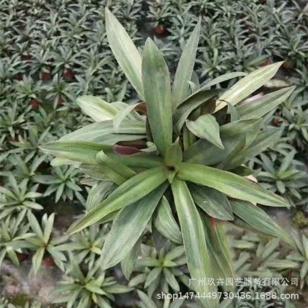 Маленькая Мидия Орхидея Листва растения почвопокровные саженцы в горшке парк пейзаж Двор Дом озеленение растений