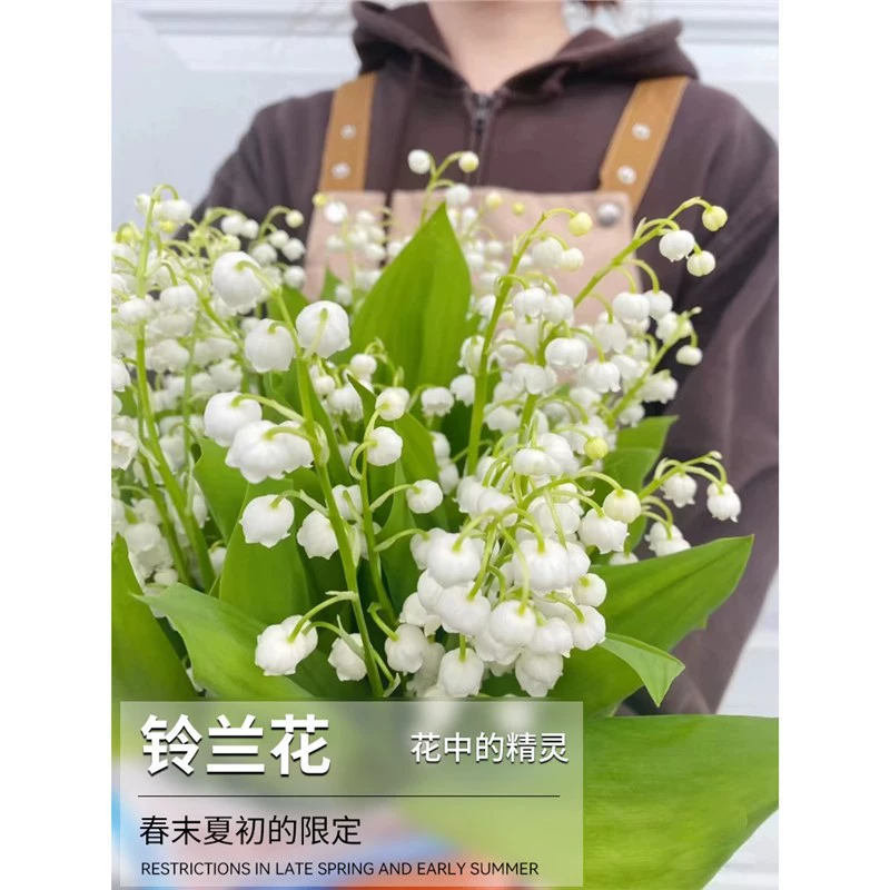 Саженцы ландыша с бутонами, корнями, луковицами, горшечные морозостойкие растения, многовременные цветущие балконные комнатные семена цветов, которые легко выращивать.