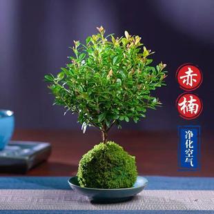 С�~���̦�\���҃Ȳ����k�������;Gֲ�ļ�����ˮ��̦�\��ֲ��