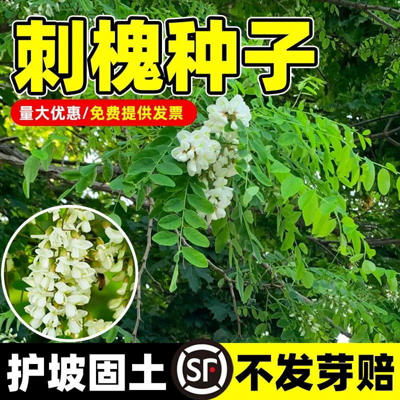 Семена акации для защиты склонов и стабилизации почвы, семена травы, белоцветковая акация, ароматная акация, фиолетовая акация, акация, семена цветочных деревьев акации.