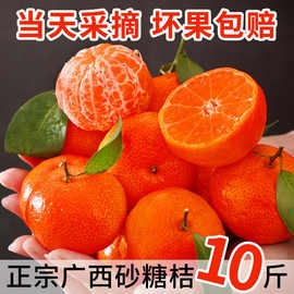【现发】广西沙糖桔水果薄皮桔子应季水果砂糖橘整箱批发大果