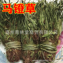 ��ș�����l �R�Ų� �^��� ߀ꖲ� �R���� Сʯ�f Ʒ�N�Rȫ