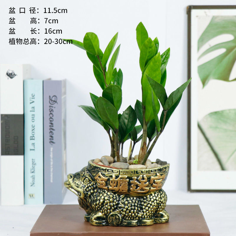Money tree potted plant indoor large green plant money string lucky living room evergreen fortune tree bonsai factory