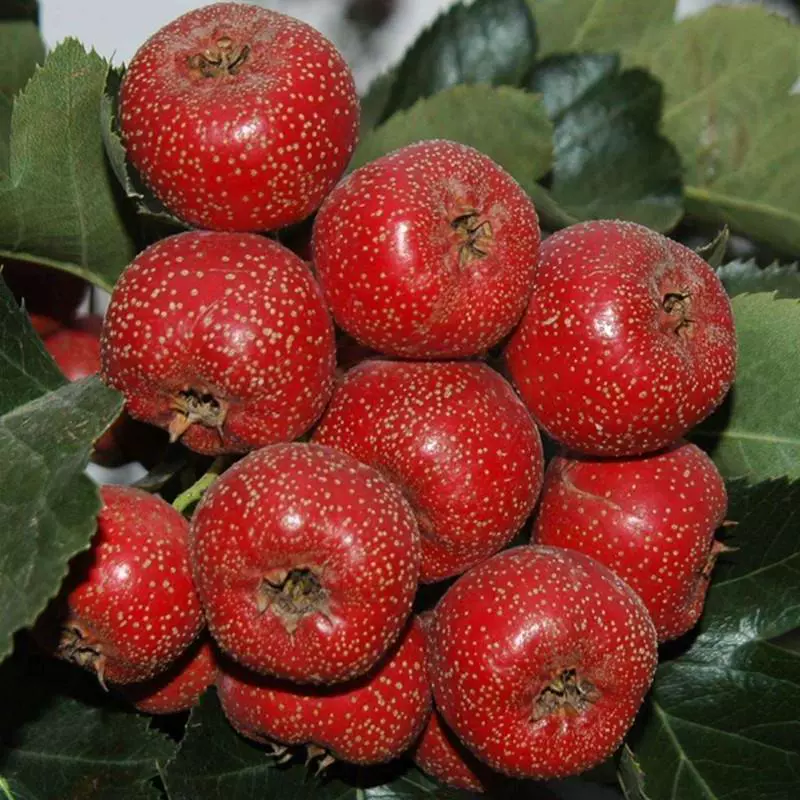 Саженцы боярышника в горшках, очень большие, привитые на северо-южной садовой почве, саженцы плодов низкорослого дерева боярышника, плодоносят в том же году.