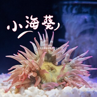 ��С�������w�����B�׻��^�p�쾰��������G���ɽ�ѻ���������