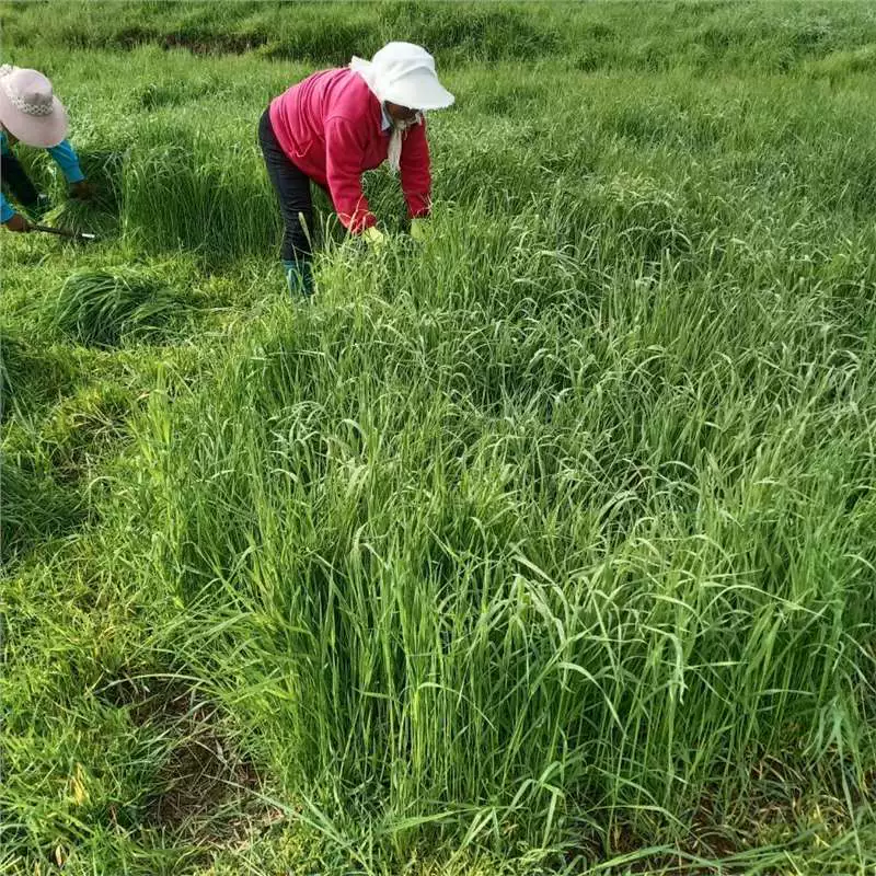 Сушеное кроличье сено Тимоти для шиншилл, морских свинок и кроликов, прямые поставки с места производства, молодое сено Тимоти для кроликов.
