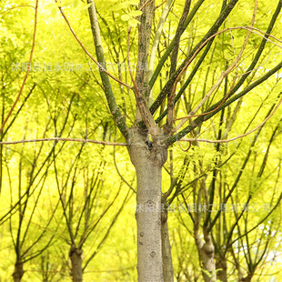 �S����צ��ͥԺ�е����̾G����ľ��·ռ�؆�ľ�L����e�����^��