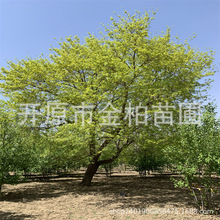 五角枫景观行道造园大树东北丛生五角枫5-10分枝斜飘造型元宝枫