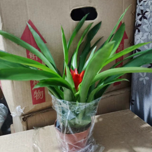 ���\���^�����ļ��մ���t�ǻ����辰ˮ��ֲ��Gֲ�r���玧���P��