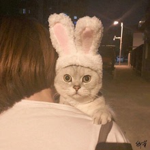 俄罗斯猫猫帽子搞怪小狗狗帽子材料头套宠物帽狗狗道具用品兔耳朵