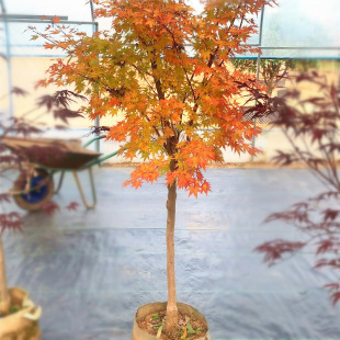 Potted Red Maple Saplings, Golden Maple Courtyard Garden, Large Cold-Resistant Colorful Leaves, Greening Landscape Trees, Coral Pavilion Red Maple Saplings