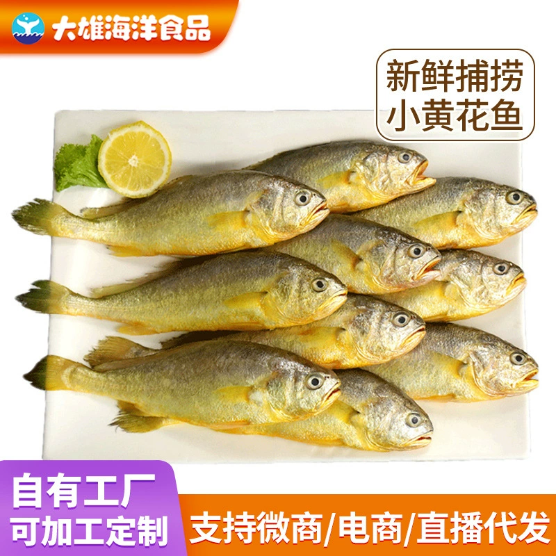 Желтый горбыль маленький желтый горбыль большой свежий улов моря свежие морепродукты оптом большой ЖЕЛТЫЙ ГОРБЫЛЬ ВЕСЬ