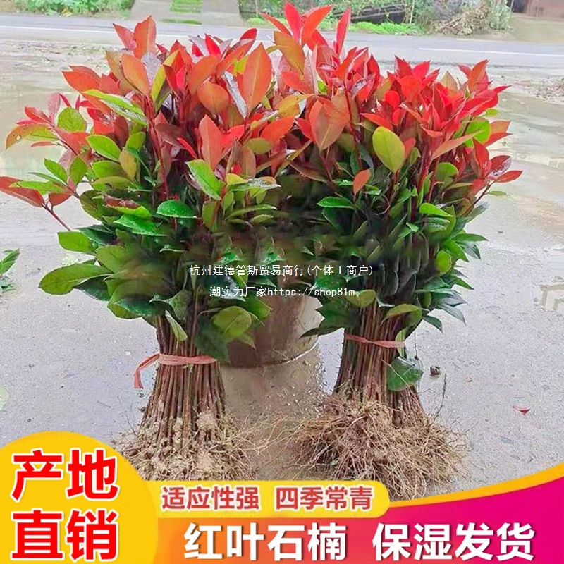 Проект внутреннего дворика с камнями, красными листьями растений, красными цветочными рассадами, вечнозелеными растениями, кустарниками и красными цветами, украшающими зелень.