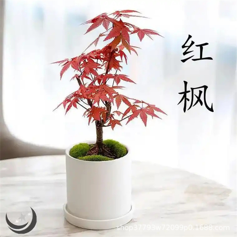 Premium small potted plant with ceramic pot