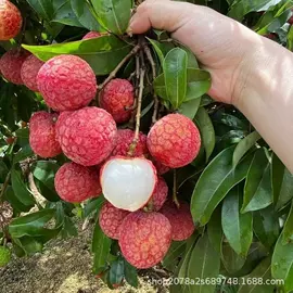 柚;番石榴/芭乐;香蕉