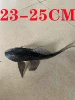 Black Scavenger 23-25cm (1 item)