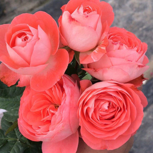 Dropshipping Novas/Red Terrace Rose Seedlings Blooming Roses Indoor Balcony Four-Season Potted Florals Green