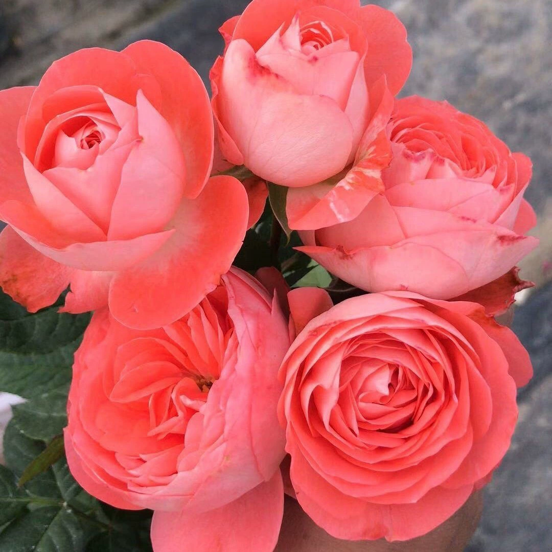 Дропшиппинг Novas/red терраса, рассада роз, цветущие розы, домашний балкон, четырехсезонные цветы в горшках, зеленые