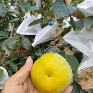 ̫�����������F�ڬF�u�H�Ͷȸ�С��������ľ�޽Ӵ���