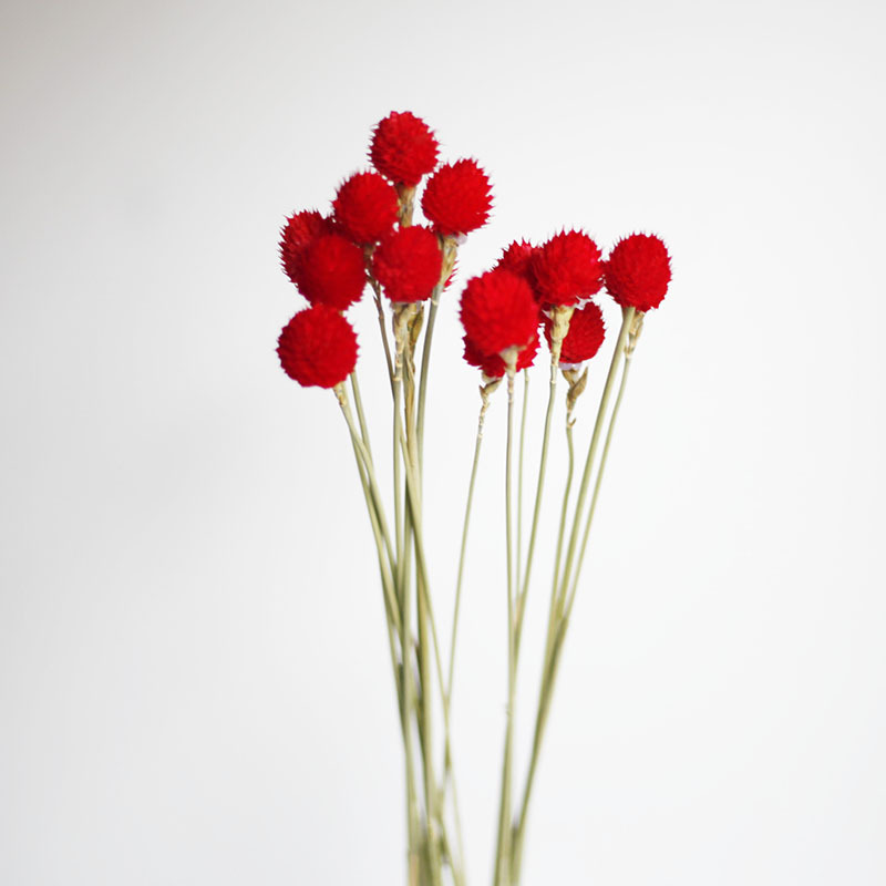 Flor seca Flor eterna Gypsophila Bola de oro No me olvides Flor seca Rosa hoja de eucalipto Pine Fruit Lover Grass al por mayor