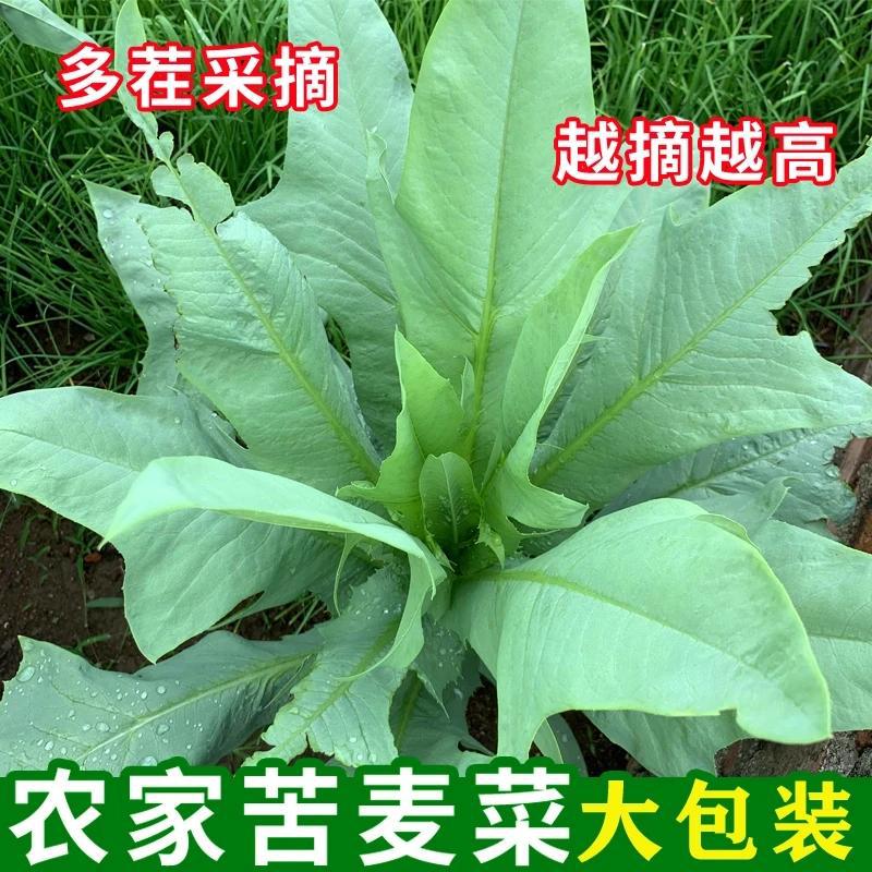 牧草多年生苦荬菜鹅菜四季苦麦苦麻菜猪鸡鸭鹅鱼种籽蔬菜简单发芽