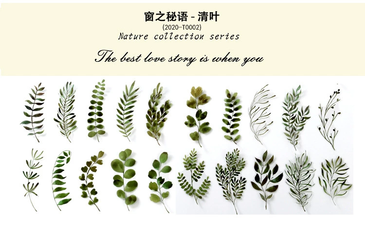 Natural photo collection window series PET handbook post paper bag creative plant DIY decorative post 12 models