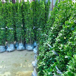Fence Wall Fence Plant Large and Small Leaves Hokkaido Boxwood Winter Hair National Green Seedlings All Year Round Greening Courtyard Trees Cold-Resistant