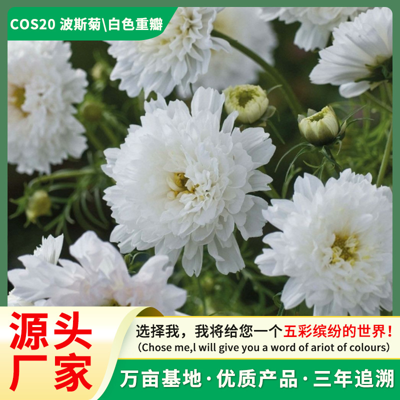 波斯菊重瓣花卉种子 耐寒耐旱阳台盆栽庭院绿化观赏花 四季易种