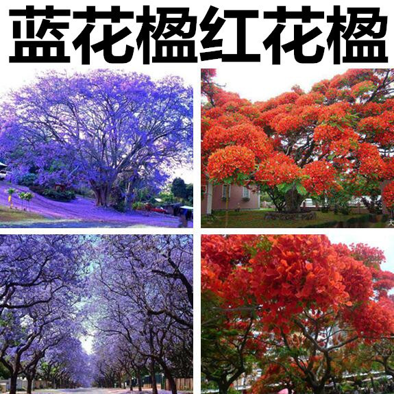 批发蓝花楹种子凤凰木树种子红花楹种子蓝雾树紫花云洋楹蓝花楹籽