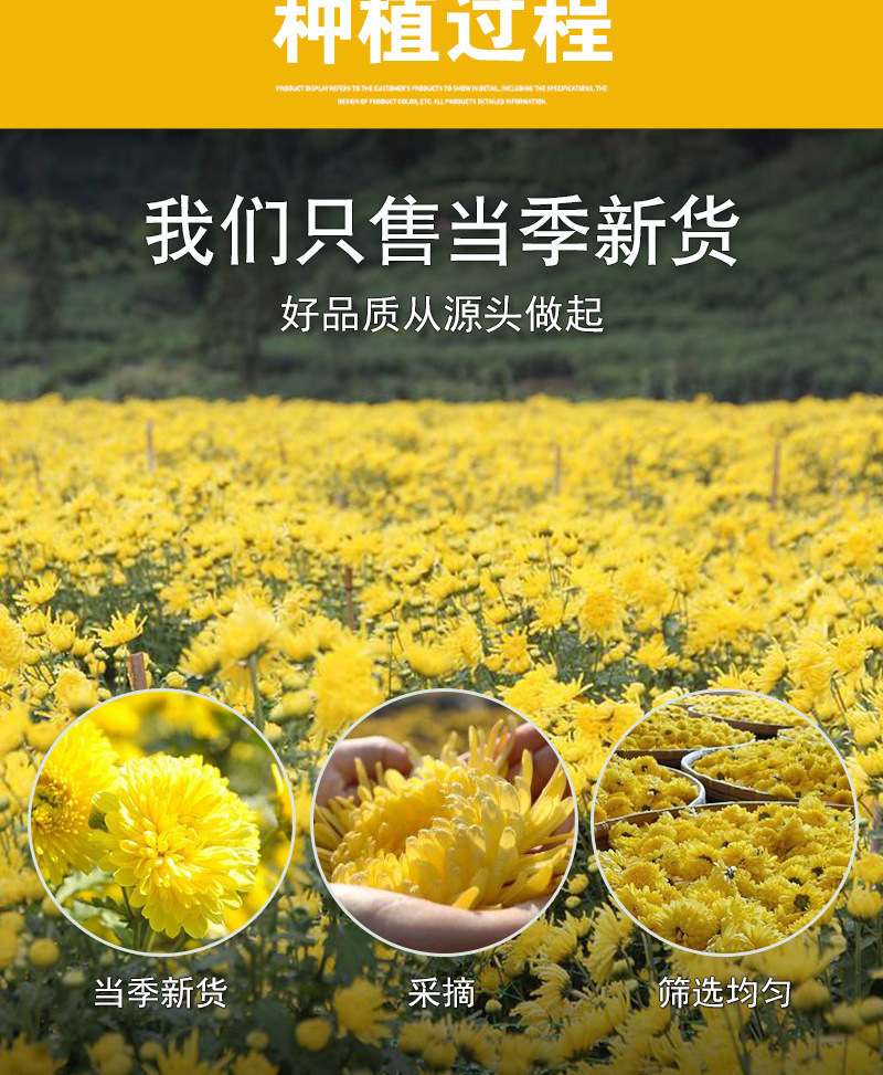 Golden Silk Imperial Chrysanthemum (Chrysanthemum morifolium) — Large-Flower Dried Herbal Tea from Huangshan preparation