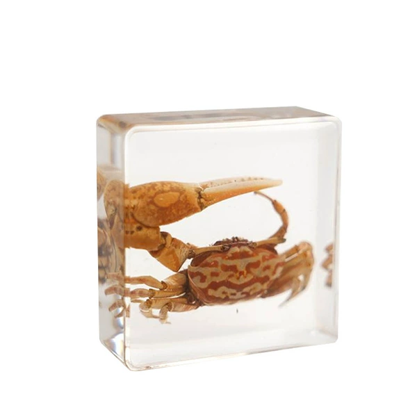 3.8cm small square Licai fiddler crab