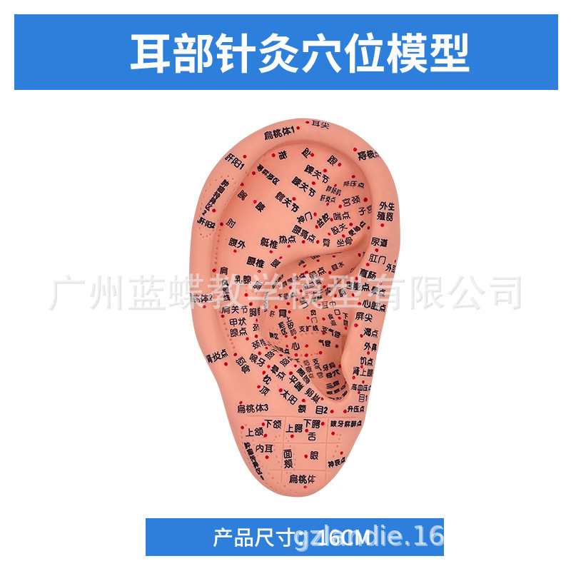 �ֶ����ͷ��Ѩλģ�� ��װ�Ħ�Ų��㲿������ģ�Ͱ�Ħ��İ���