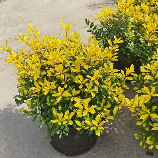 ���Rֲ���۹������̨���~�M�ڶ����͟��ͺ����G��������ľ