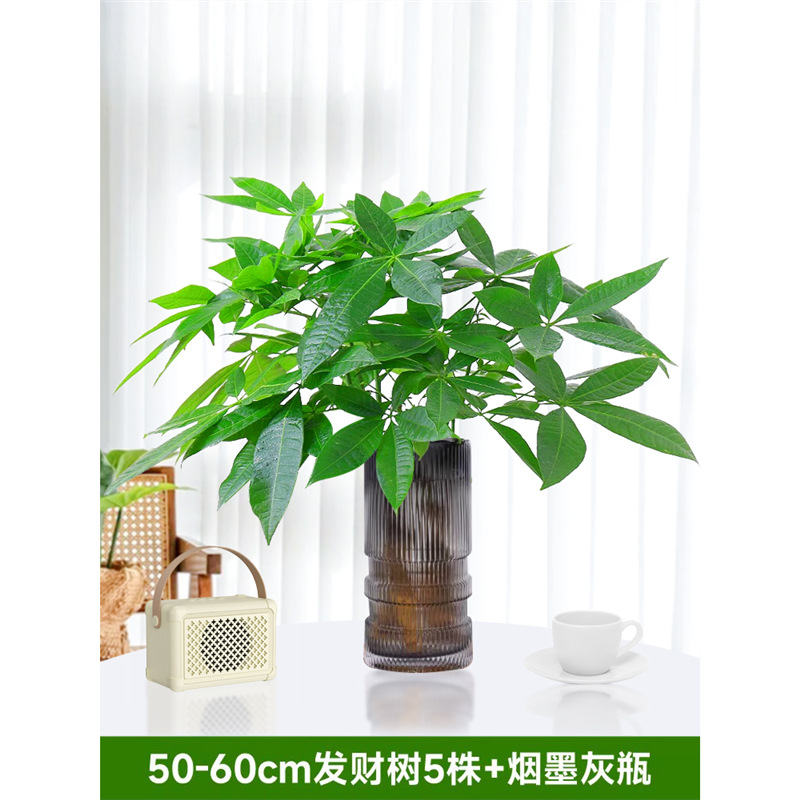 50-60cm 머니트리 5개[담배 및 잉크 그레이병 포함] 영양액 1팩 포함