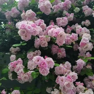 �Nޱ�����l ͥԺ���^�໨�Nޱ ����߶�20-200���� ����ă�