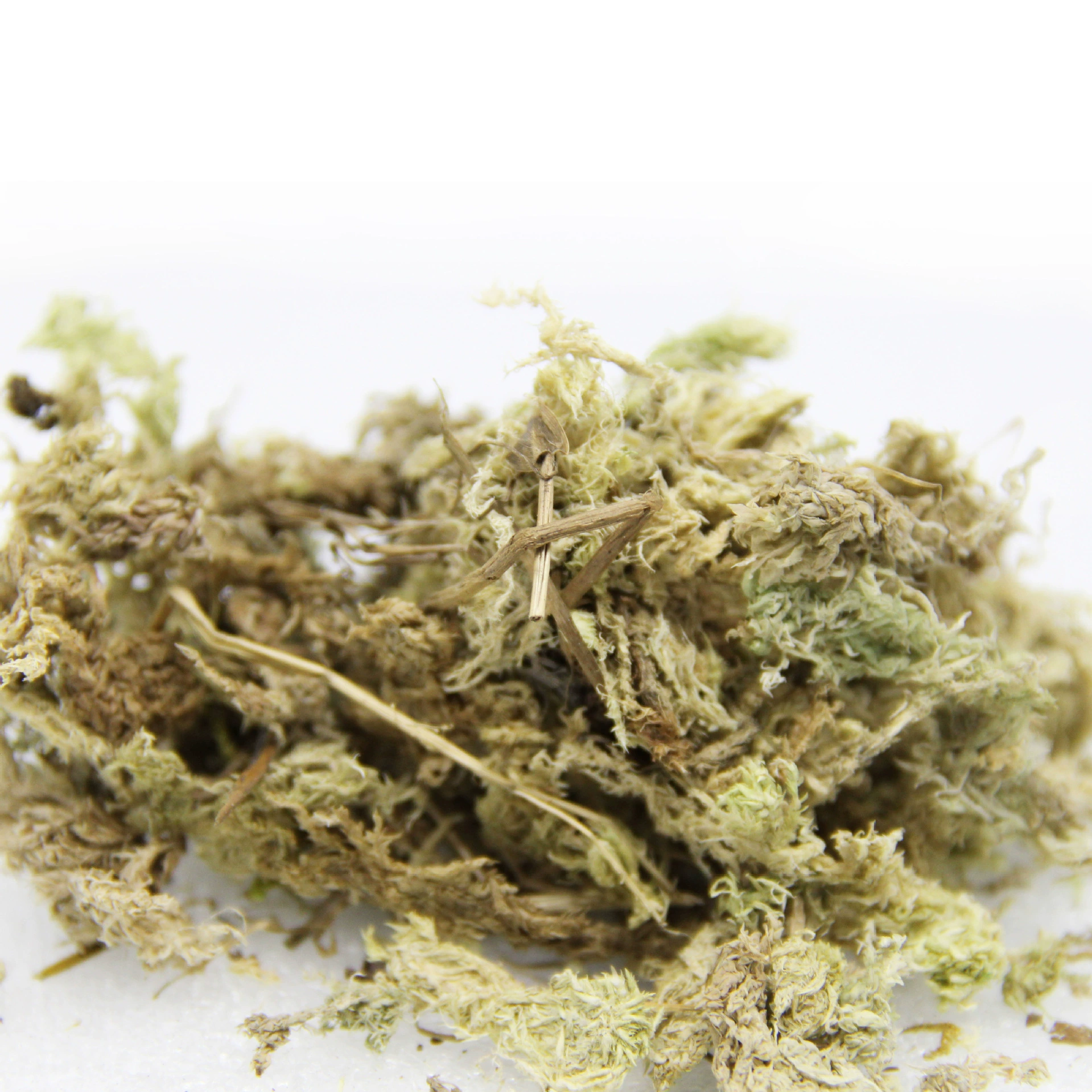 Микро-Ландшафт мох питание цветов субстрат сухой мох беспочвенная культура мох средняя половина кошачий оптовая продажа с фабрики