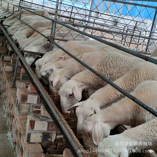 小尾寒羊羔 配种种公羊 怀孕母羊 繁殖母羊 育肥羊