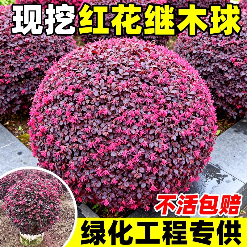 红花继木球树苗绿植地栽耐寒植物造型盆景庭院别墅园林工程绿化苗