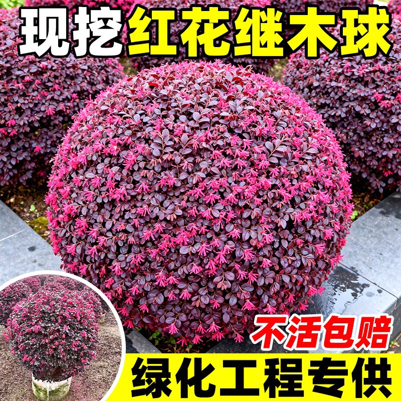 Red Flower Tree Saplings, Green Plants for Ground Planting, Cold-Resistant Plants, Decorative Bonsai, Courtyard Villa Garden Engineering Landscaping Seedlings