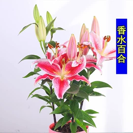 盆栽;种子;花盆容器