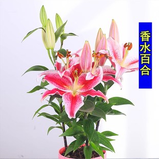 Perfume Lily Bulb Seeds Asian Oriental Indoor Potted Flowering Plants Florals Strong Fragrance Lilies