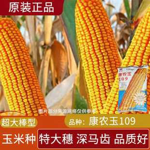 Каннонг нефрит 109 Семена кукурузы сопротивление в центре города, большие уши с высоким уровнем кукурузы, большие полевые семена кукурузы с большим полевым валом