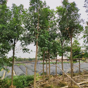 ���� ��� 8-10cm ���� ���ù� �����G���е��� ��ľ