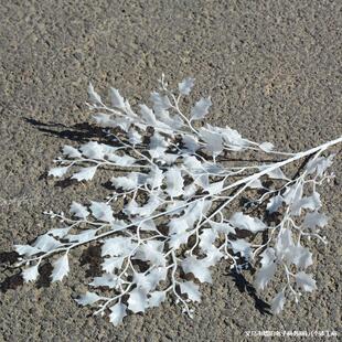 ����5���}�Q�~�����~������ɫ���c�廨�����b��ĔzӰ����