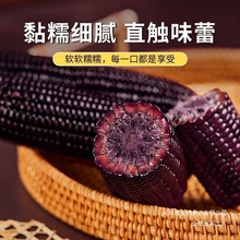 东北黑糯玉米200-300g根糯香软甜新鲜真空包装根根饱满农户直销