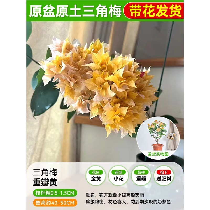 [꽃과 함께 배송되며 수령시 즉시 즐겨보세요] 이중 노란색 부겐빌레아 모종 40- 45cm