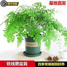 �F��ާ�����҃ȾGֲ�k���҃����՚�ˮ��ֲ����ꎺ��B�ļ����Gֲ��
