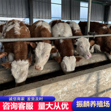 广西大型养牛场出售多头西门塔尔牛 鲁西黄牛 肉牛牛犊大量出栏